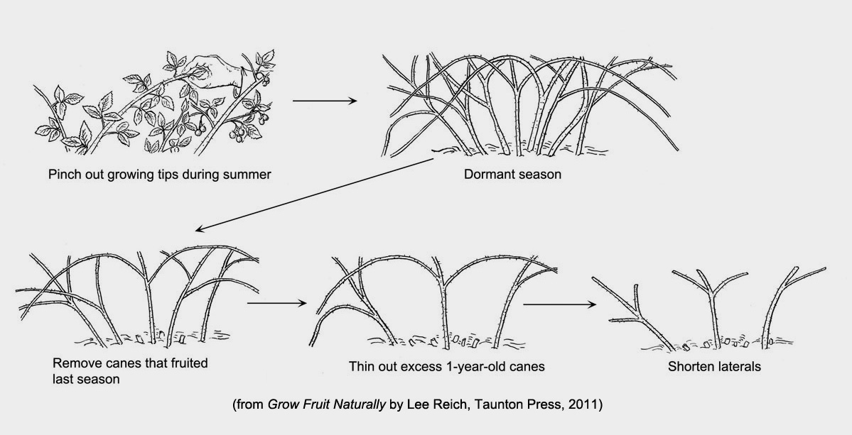 pruning_blackberries